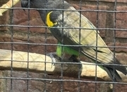 Cock Mayers parrot 