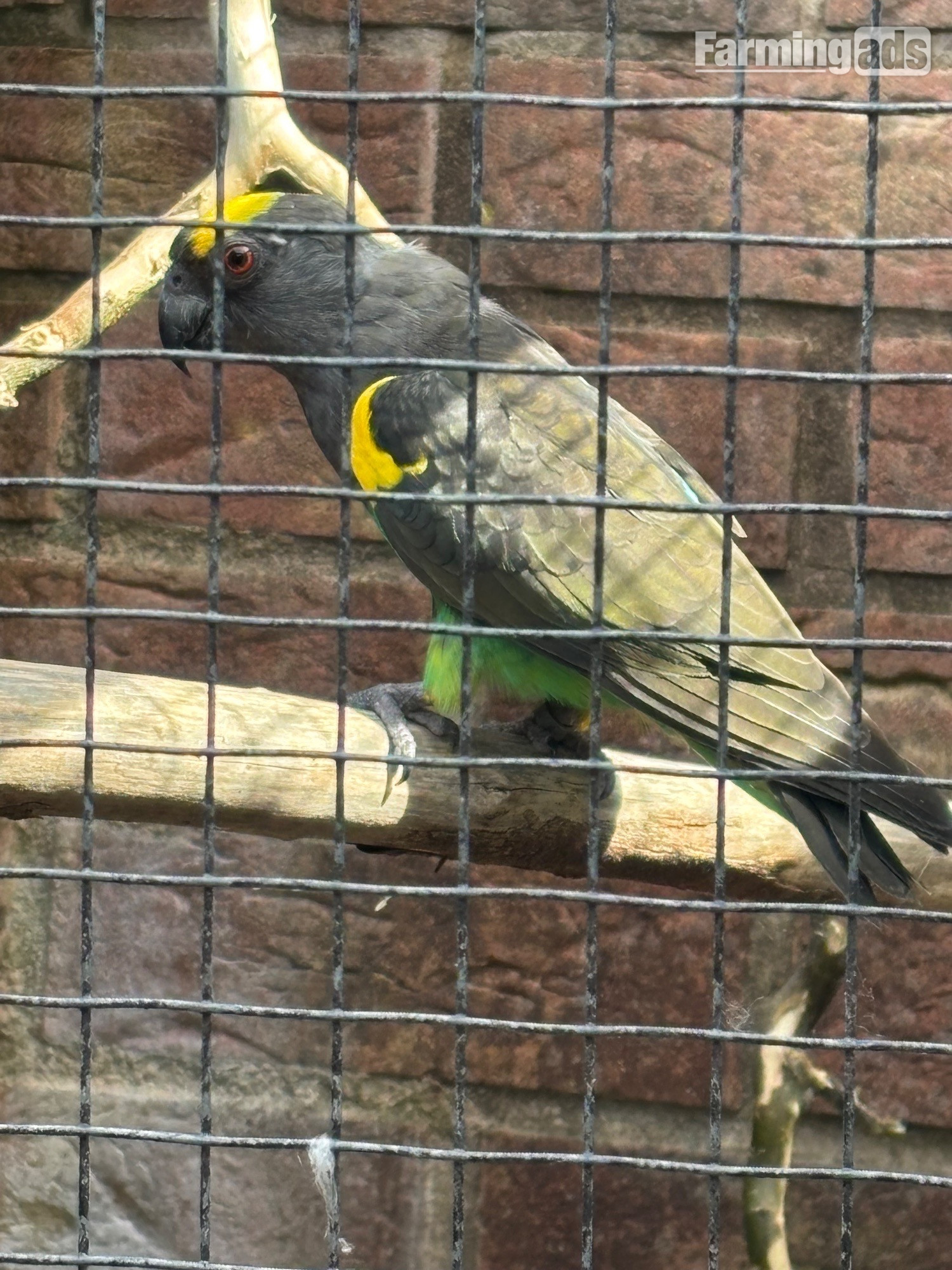 Cock Mayers parrot 