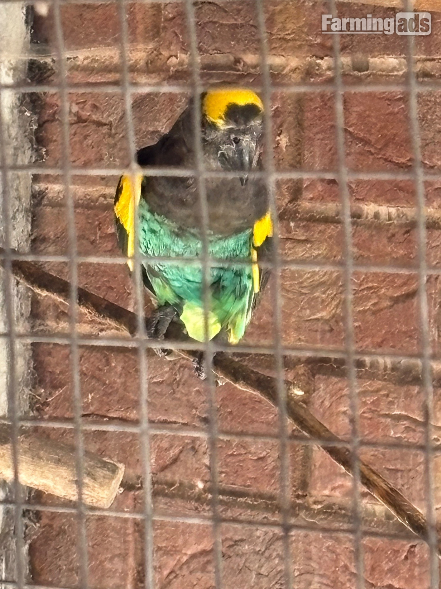 Cock Mayers parrot 