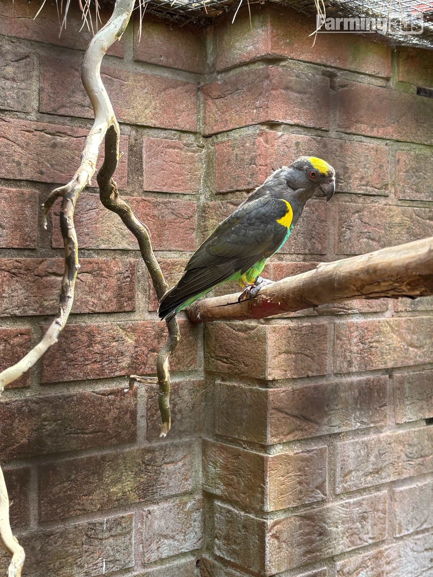  Cock Mayers parrot 