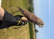 Common Kestrel (Falco tinnunculus)