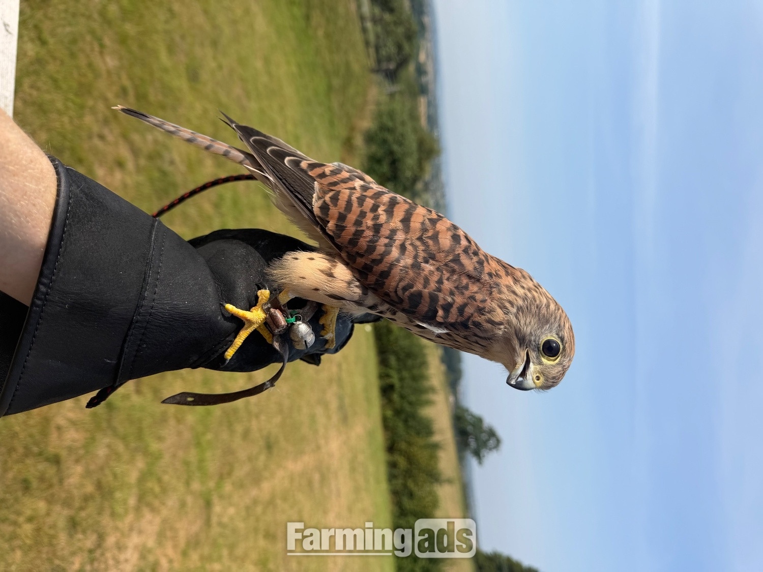 Common Kestrel (Falco tinnunculus)