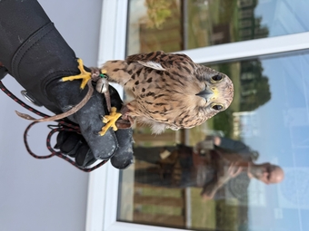 Common Kestrel (Falco tinnunculus)