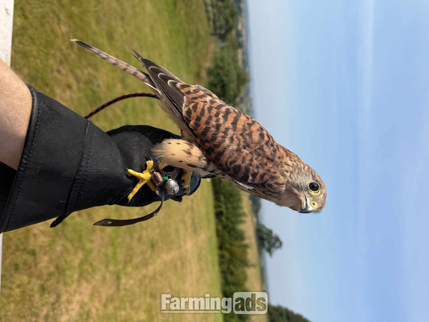 Common Kestrel (Falco tinnunculus)