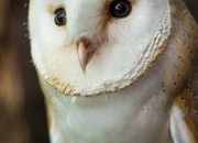 2026 Hand reared Barn owls, plus other adult owls