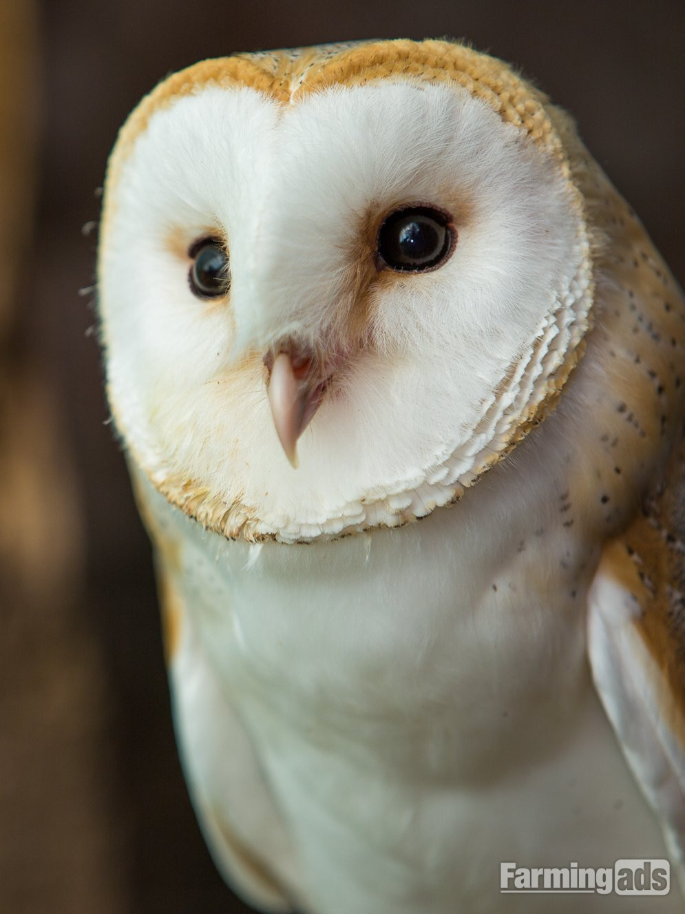 2026 Hand reared Barn owls, plus other adult owls