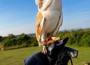 Friendly barn owl 