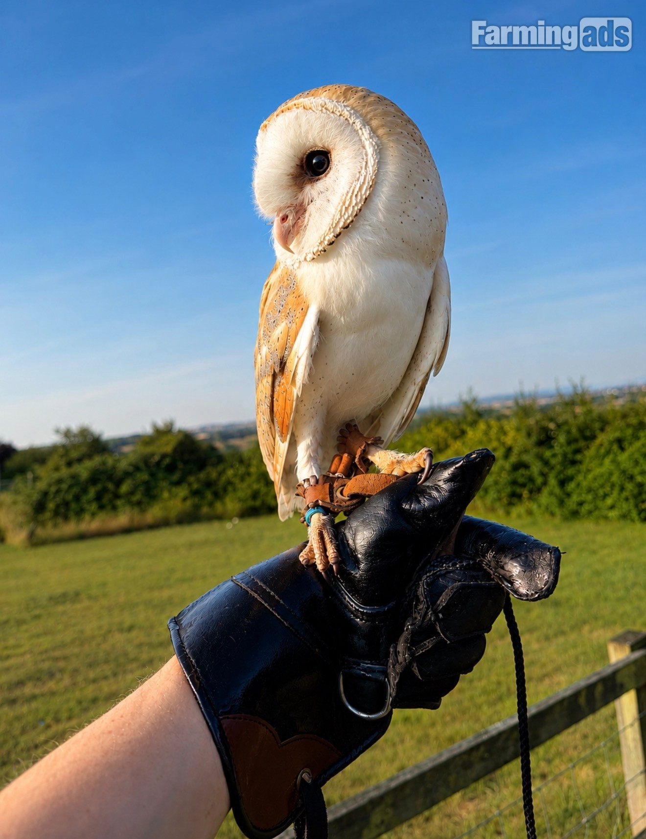 Friendly barn owl 