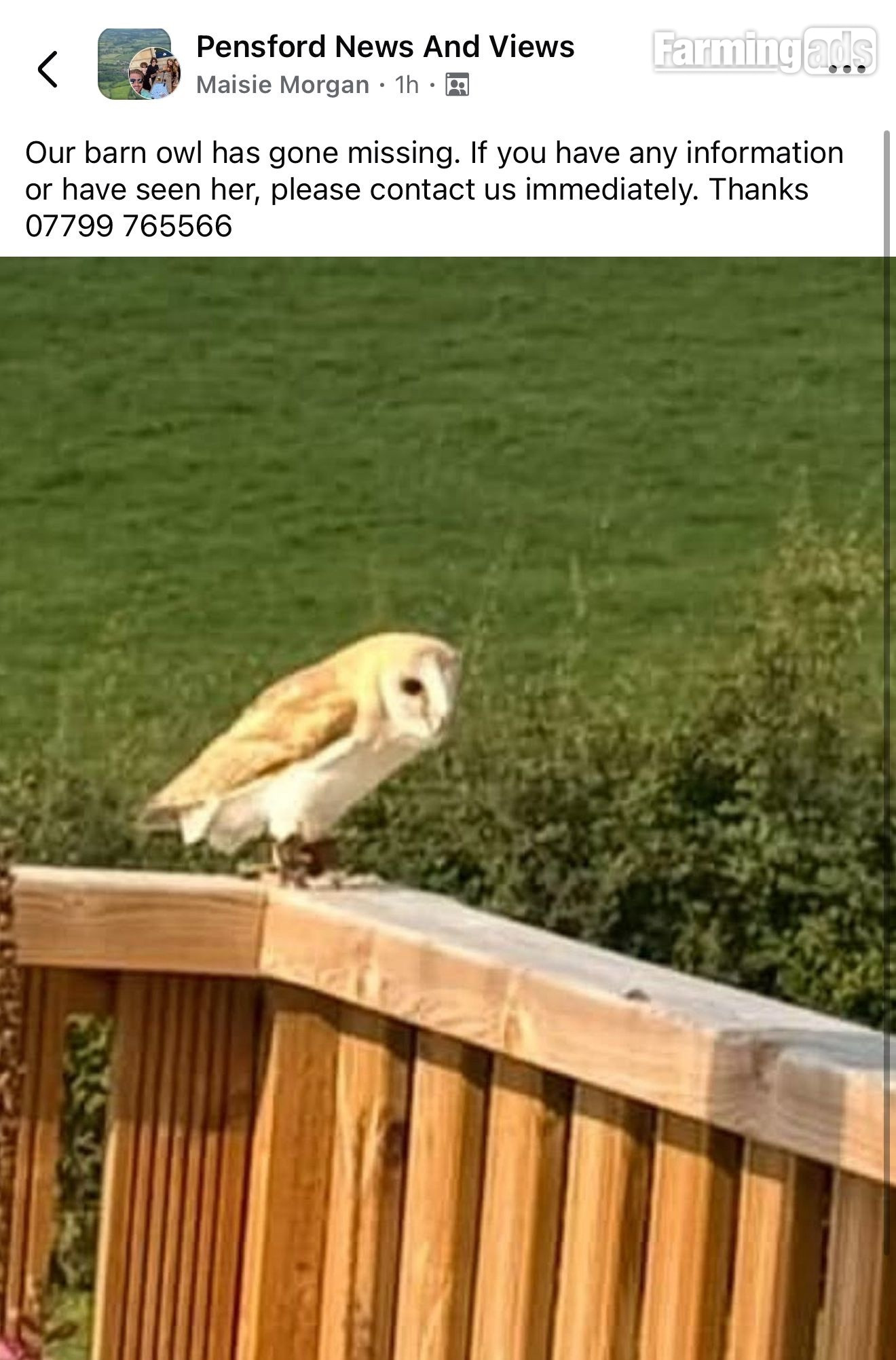 Friendly barn owl 
