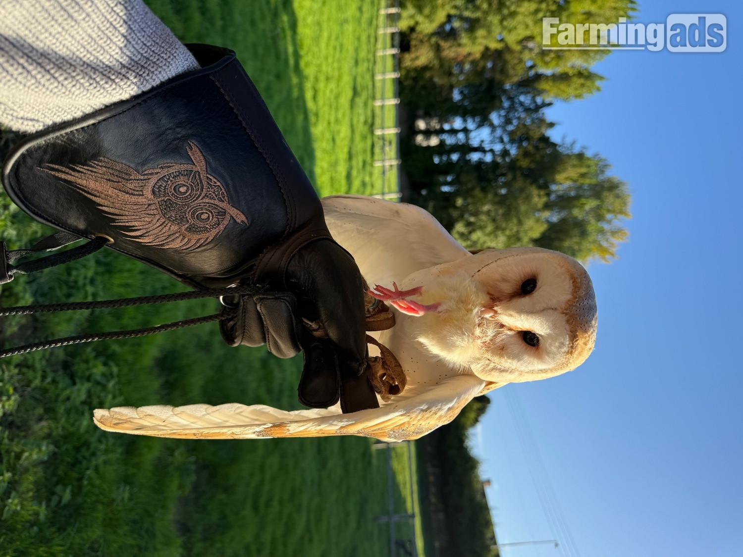  Friendly barn owl 