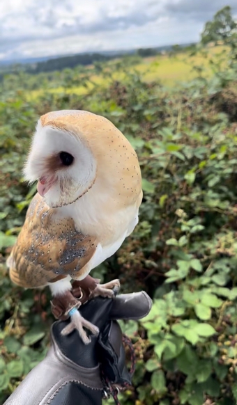 Friendly barn owl 
