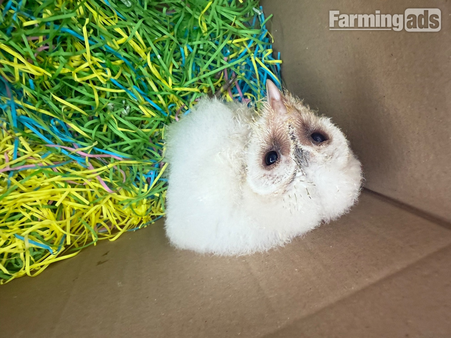 Friendly barn owl  - {CATEGORY}