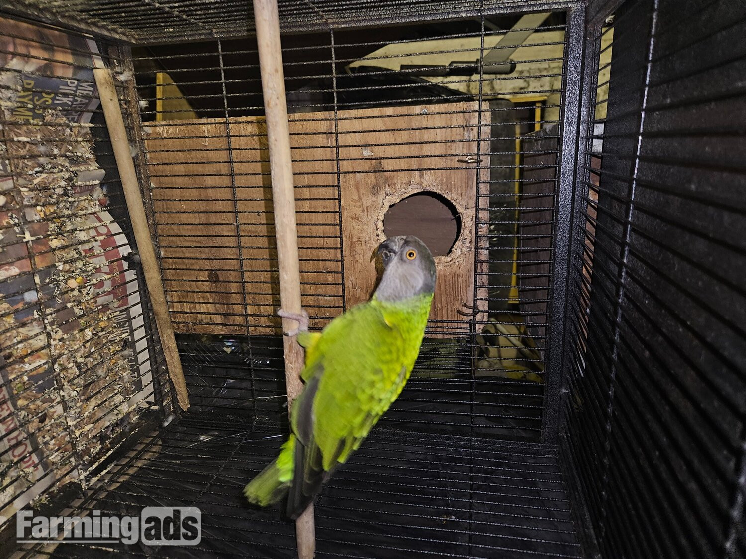 Ungendered senegal parrot