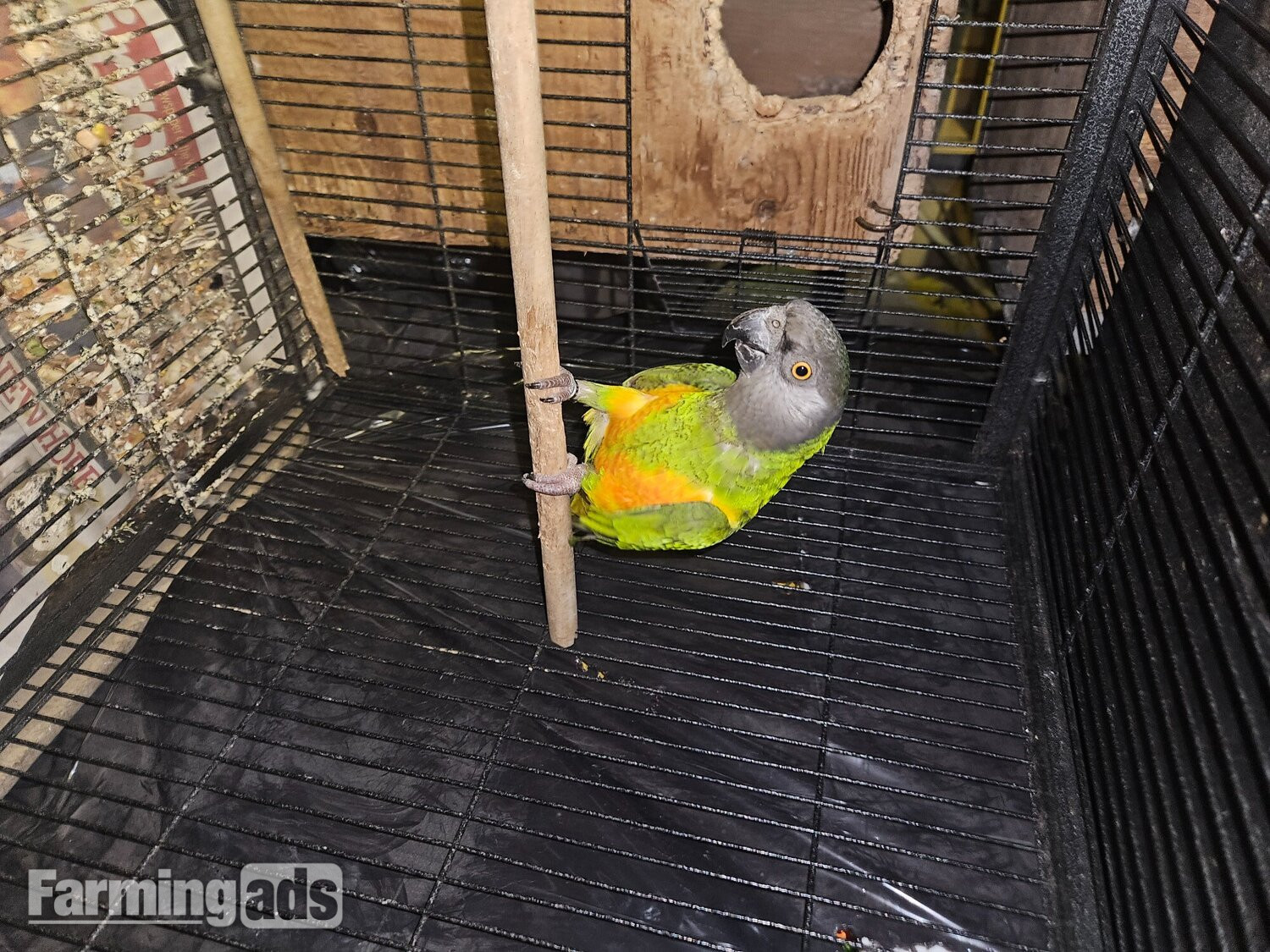 Ungendered senegal parrot