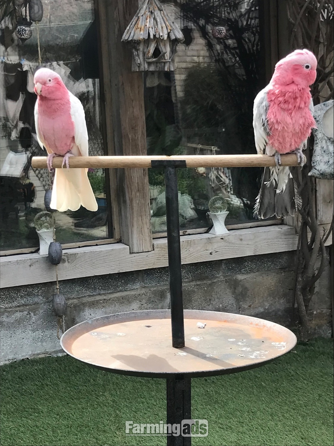  Male &amp; Female Galah cockatoos 