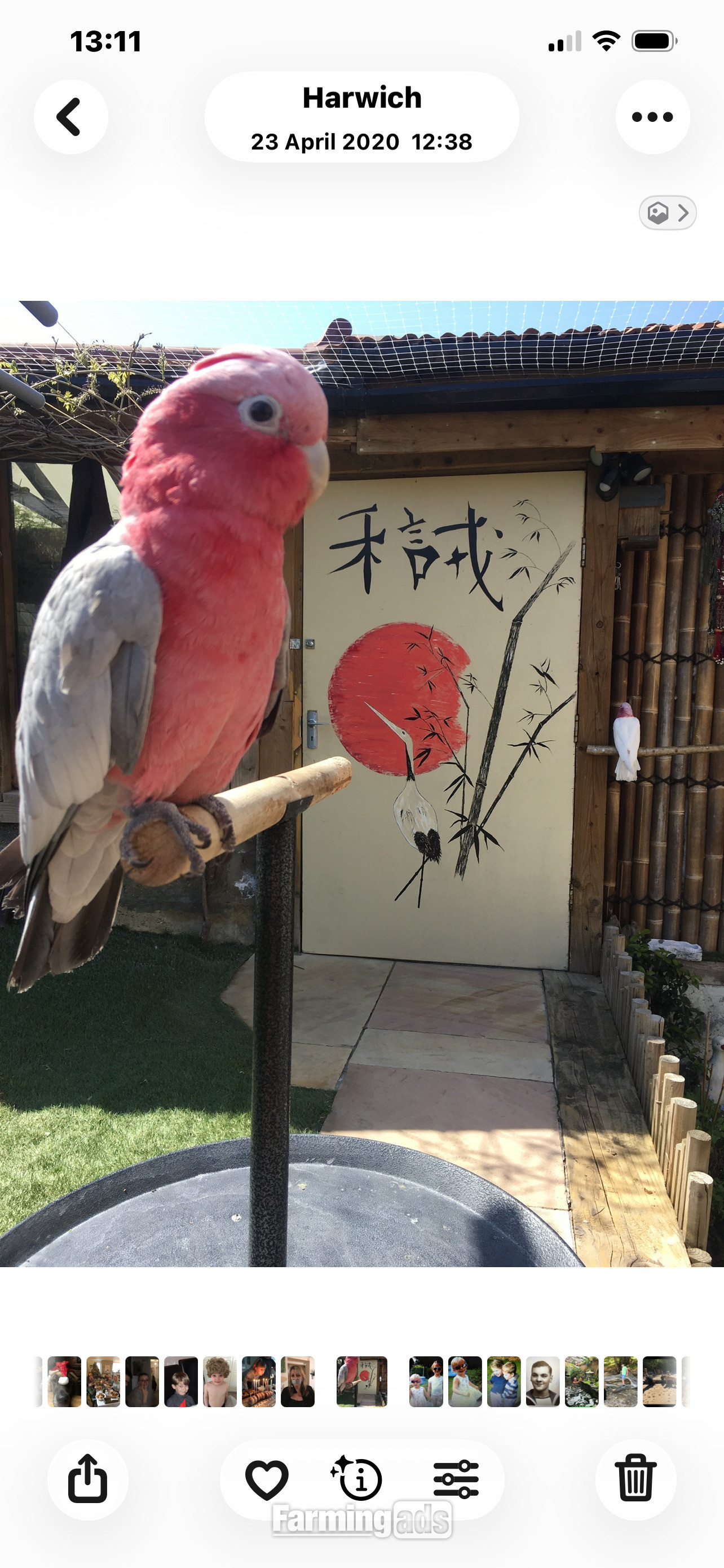 Male &amp; Female Galah cockatoos  - {CATEGORY}