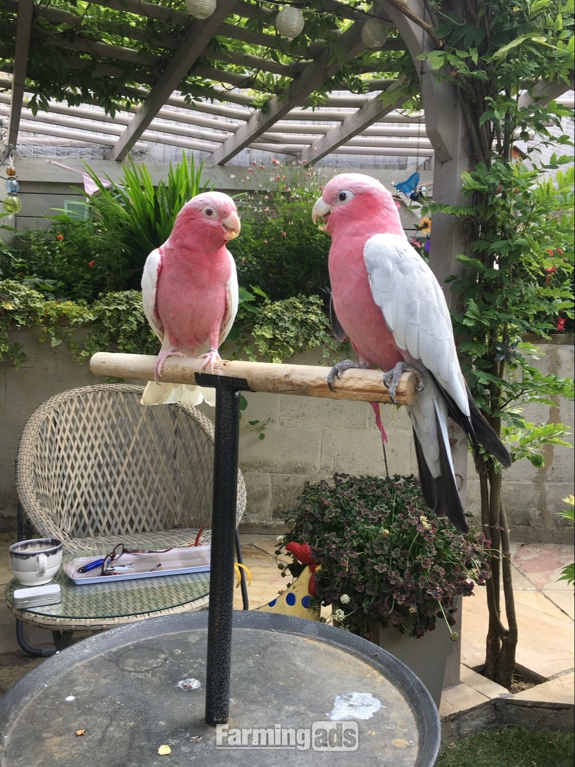 Male &amp; Female Galah cockatoos 
