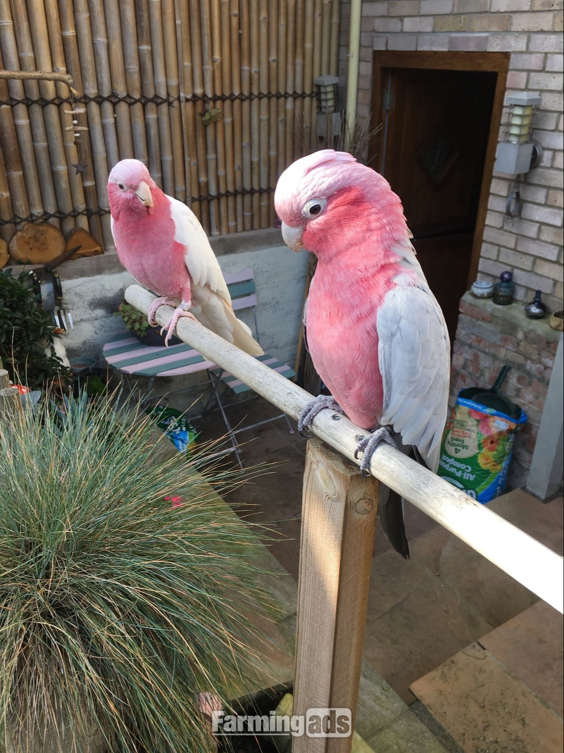 Male &amp; Female Galah cockatoos 