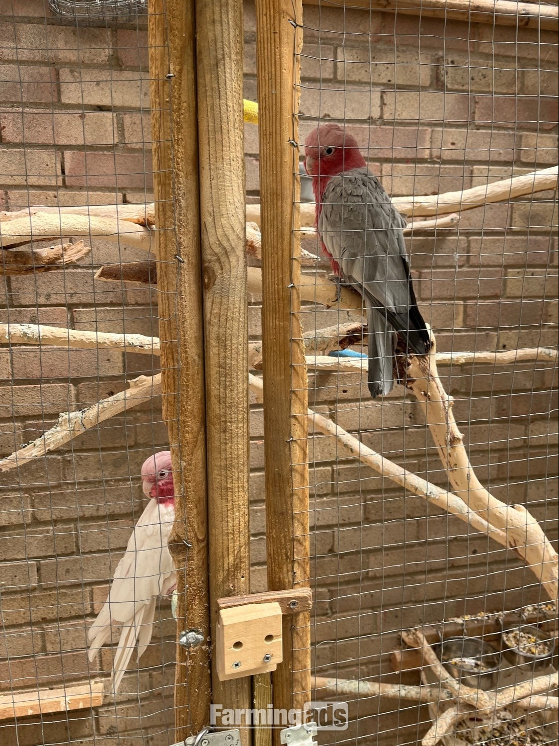 {CATEGORY} - Male &amp; Female Galah cockatoos 