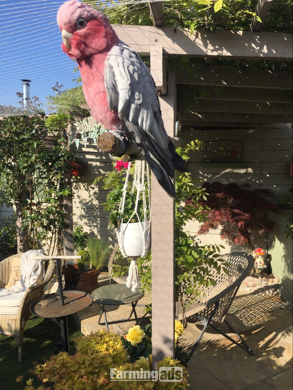 Male &amp; Female Galah cockatoos  - {CATEGORY}