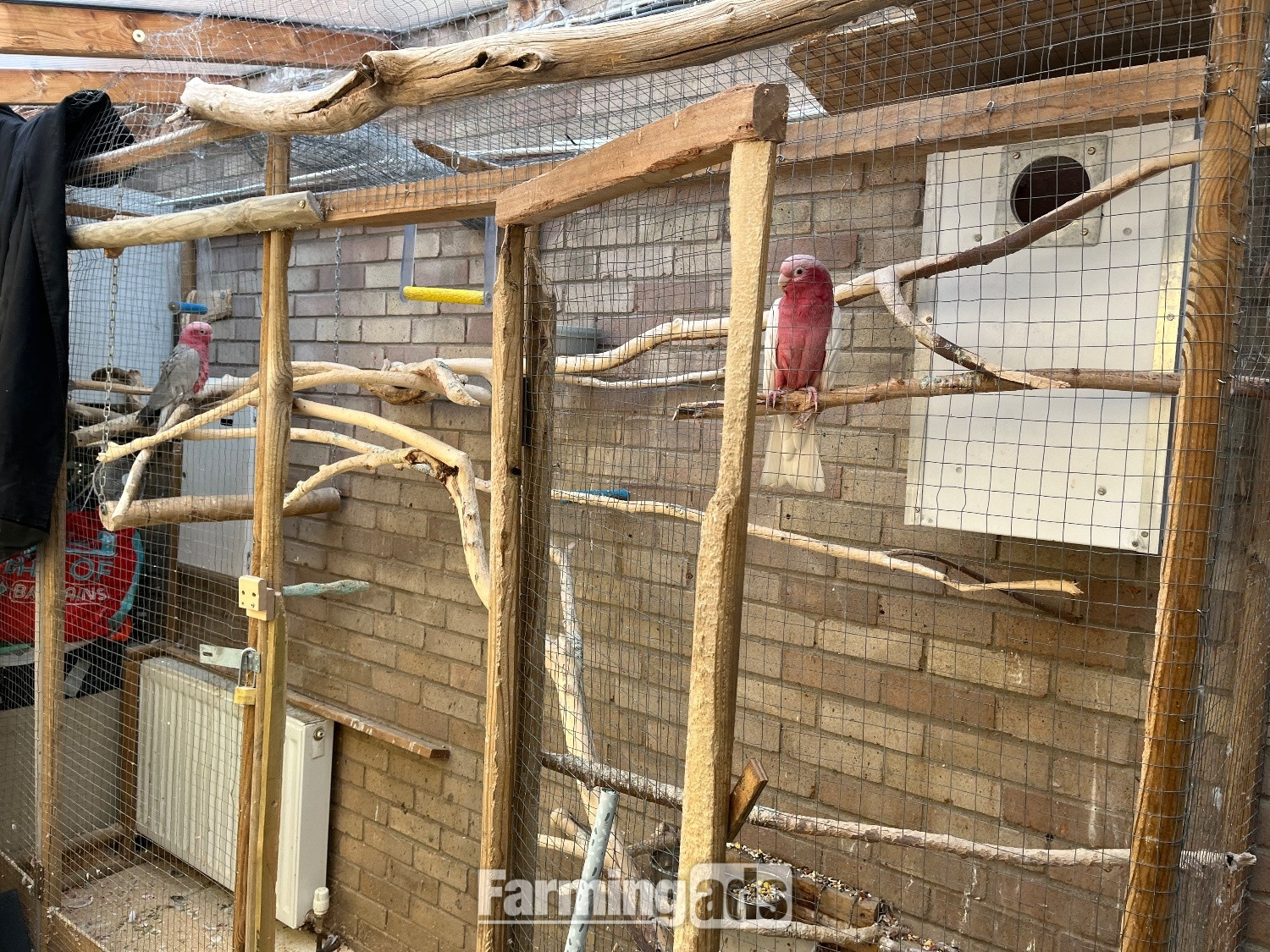 {CATEGORY} - Male &amp; Female Galah cockatoos 