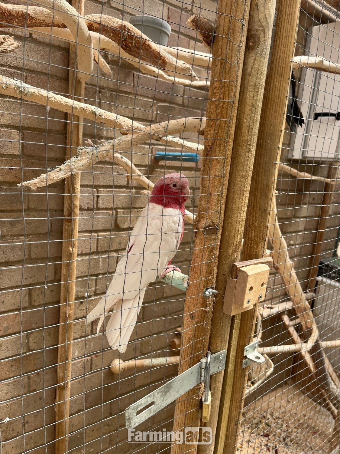 Male &amp; Female Galah cockatoos  