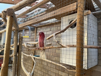 Male &amp; Female Galah cockatoos 