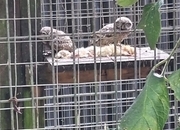 PARENT REARED LITTLE OWLS 