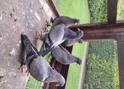 Young rollers available Sunderland 