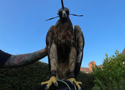 Hybrid goldie x redtail 