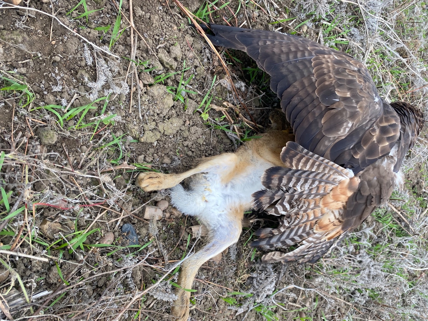 Hybrid goldie x redtail 