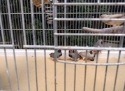 Cock and hen Zebra finches