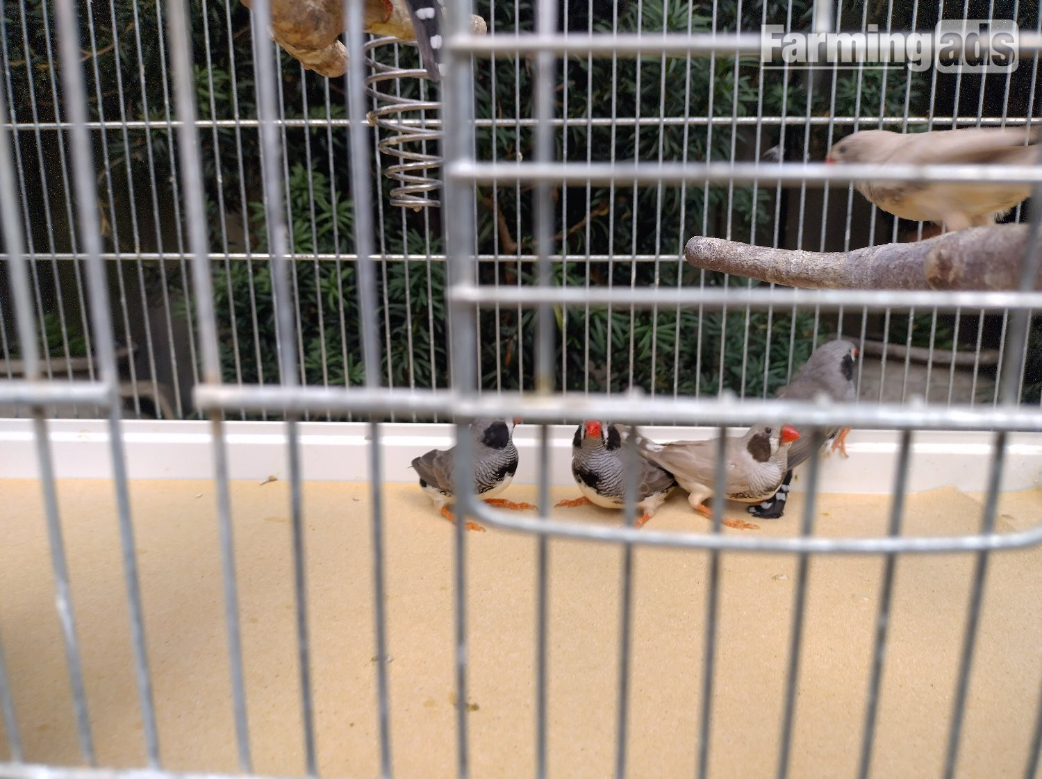 Cock and hen Zebra finches