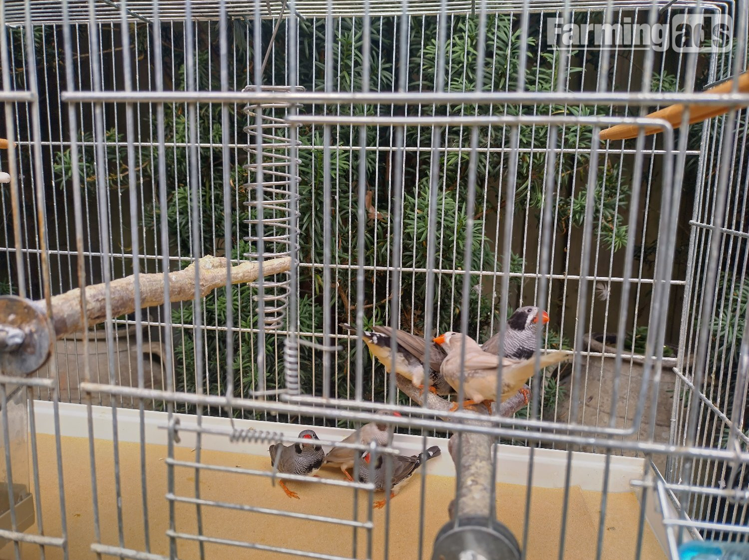 Cock and hen Zebra finches