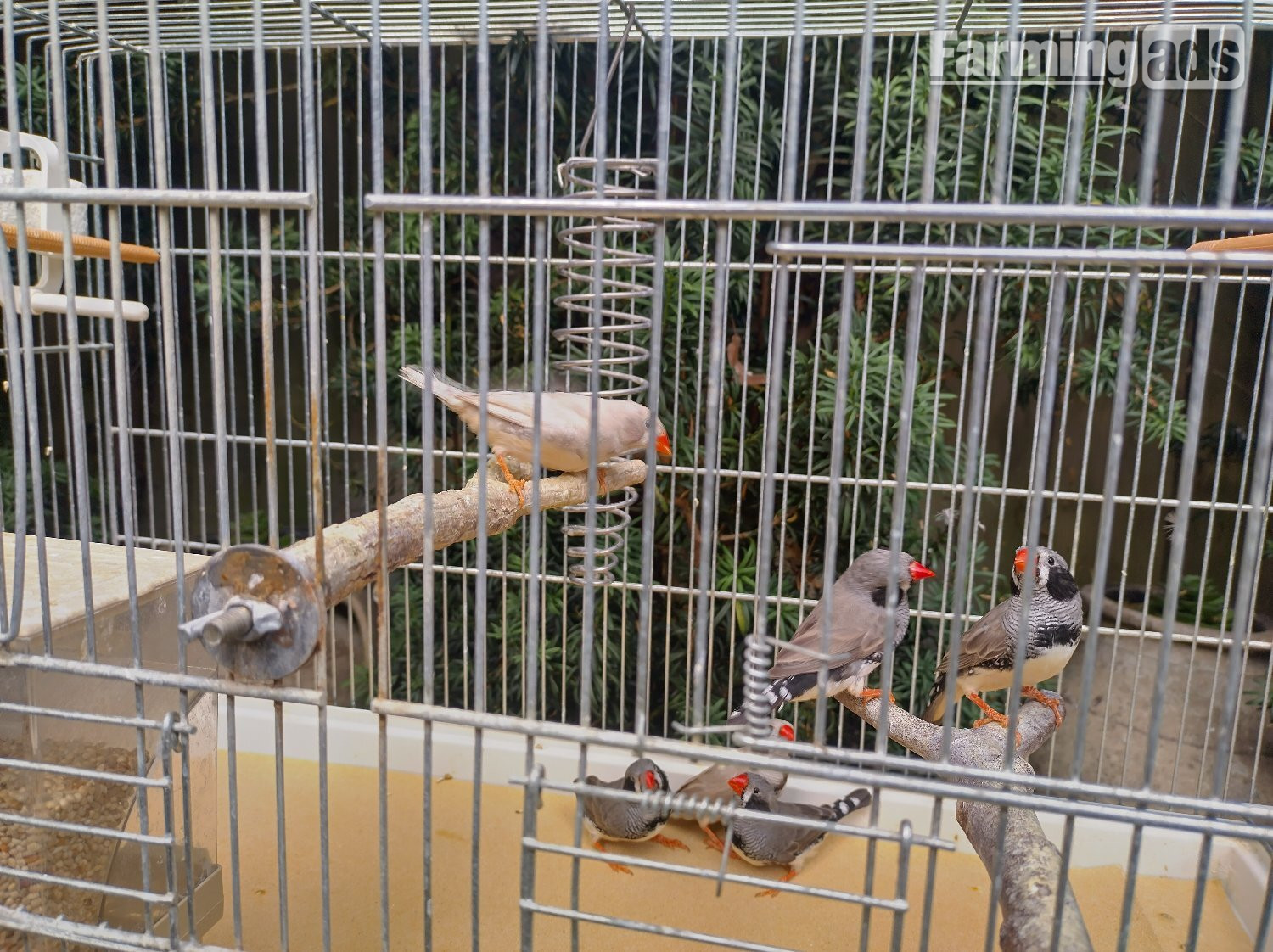  Cock and hen Zebra finches