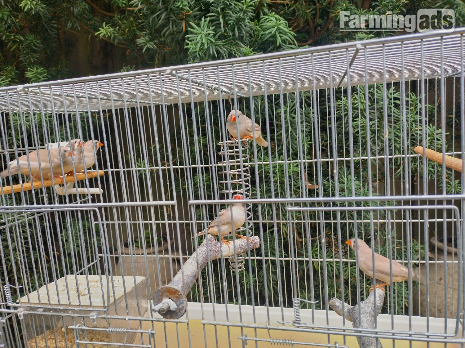 Cock and hen Zebra finches - {CATEGORY}