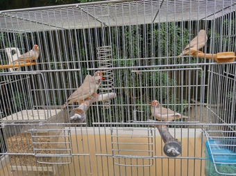 Cock and hen Zebra finches
