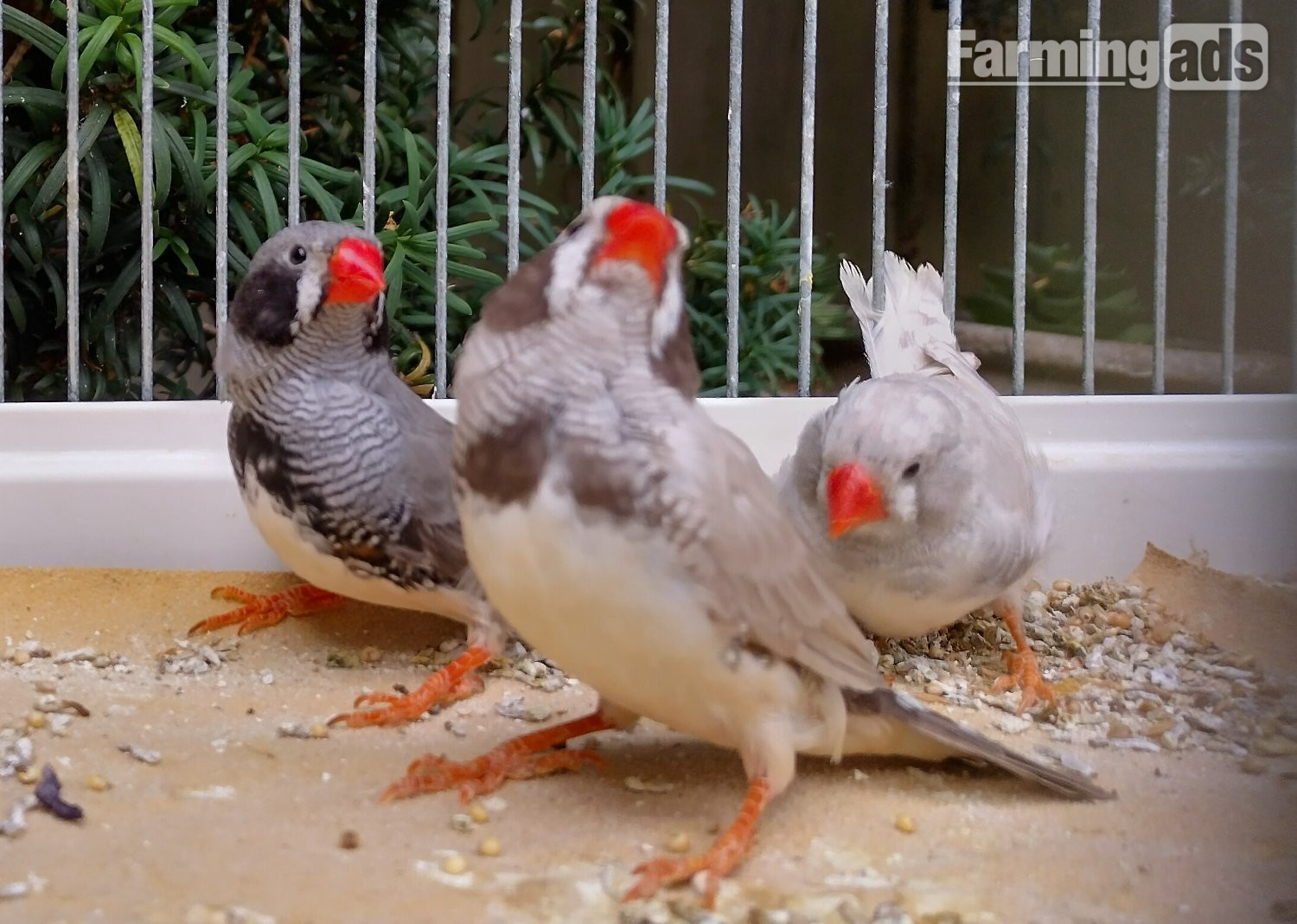 Cock and hen Zebra finches