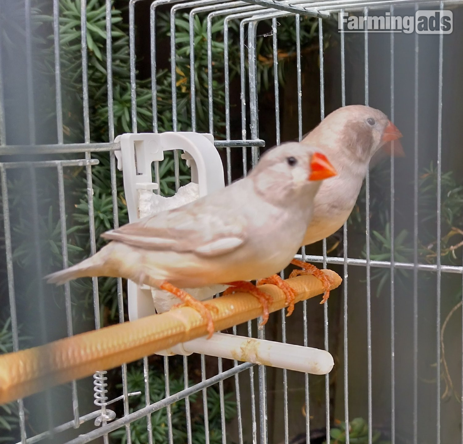 {CATEGORY} - Cock and hen Zebra finches