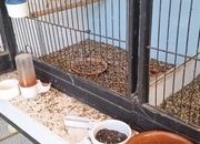 3 young canaries 