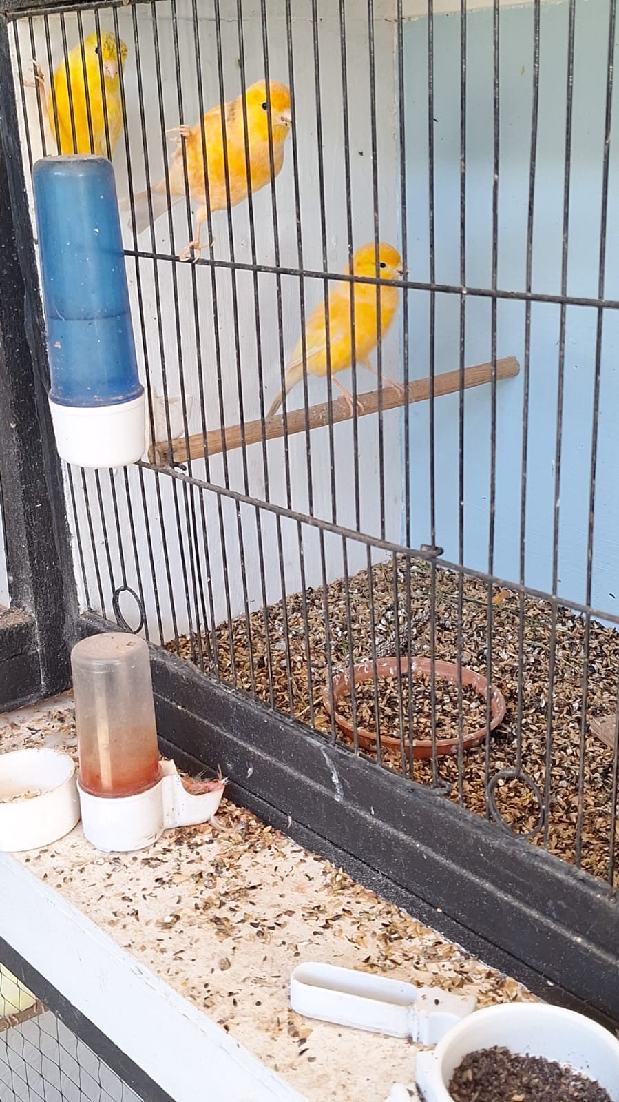 3 young canaries 