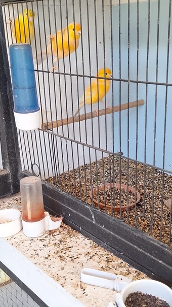 3 young canaries 