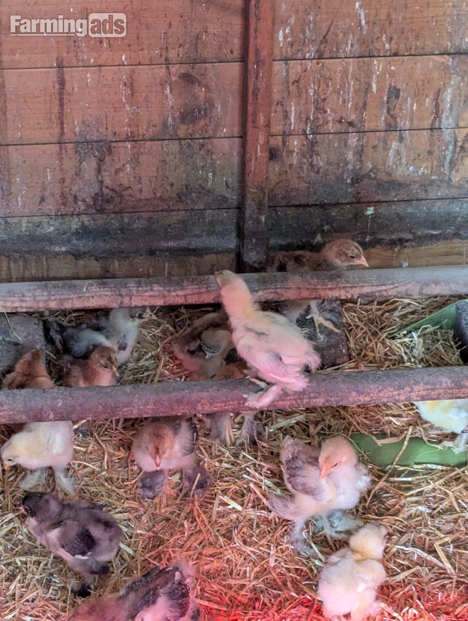 Brahma Chicken Flock 1 Year Old. 4 roosters, 9 hens - {CATEGORY}