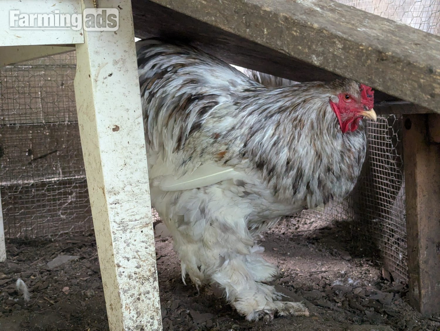 Brahma Chicken Flock 1 Year Old. 4 roosters, 9 hens