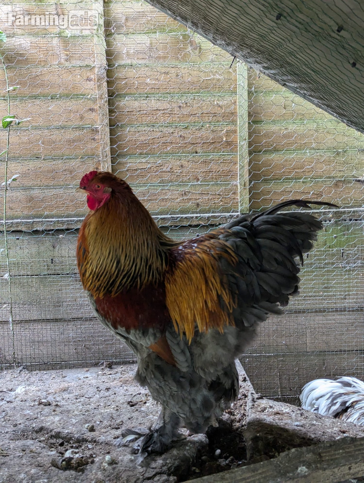 Brahma Chicken Flock 1 Year Old. 4 roosters, 9 hens