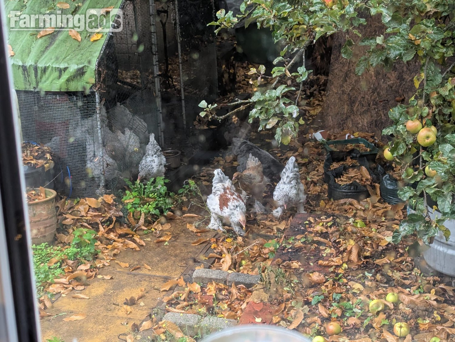  Brahma Chicken Flock 1 Year Old. 4 roosters, 9 hens