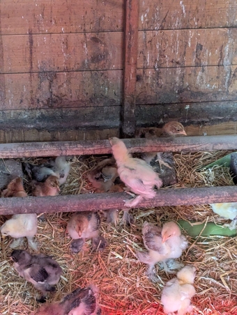 Brahma Chicken Flock 1 Year Old. 4 roosters, 9 hens