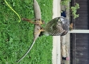 2026 imprint female sparrowhawk 