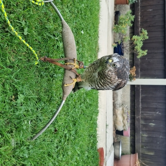 2026 imprint female sparrowhawk 