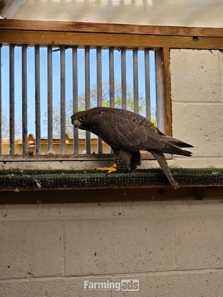Multiple falcons for Sale